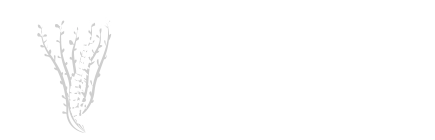 The Ocotillo Chiropractic website header logo